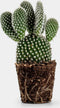 Opuntia Microdasys Albata - 12cm