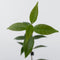Plant in a Box - Mix van 3 Jasmijn klimplanten - Trachelospernum jasminoïdes tuinplanten - Pot 9cm - Hoogte 25-40cm