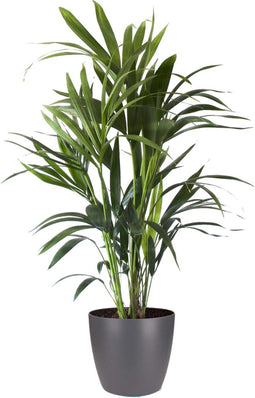 Kentia Palm in ELHO sierpot (Brussels Round antraciet) – ↨ 90cm – ⌀ 20cm
