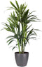 Kentia Palm in ELHO sierpot (Brussels Round antraciet) – ↨ 90cm – ⌀ 20cm
