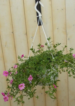 Petunia Million Bells roze