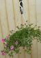 Petunia Million Bells roze