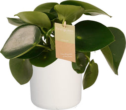Peperomia Raindrop Feel Green - Elho b.for white