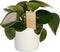 Peperomia Raindrop Feel Green - Elho b.for white