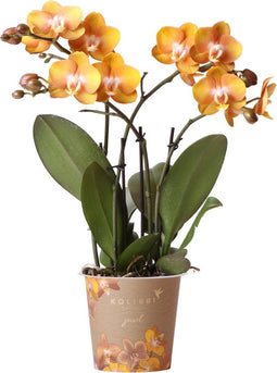 Oranje gouden Phalaenopsis orchidee - Jewel Las Vegas - potmaat Ø12cm -