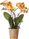 Oranje gouden Phalaenopsis orchidee - Jewel Las Vegas - potmaat Ø12cm -