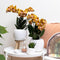 Oranje gouden Phalaenopsis orchidee - Jewel Las Vegas - potmaat Ø12cm -