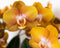Oranje gouden Phalaenopsis orchidee - Jewel Las Vegas - potmaat Ø12cm -