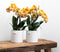 Oranje gouden Phalaenopsis orchidee - Jewel Las Vegas - potmaat Ø12cm -