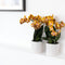 Oranje gouden Phalaenopsis orchidee - Jewel Las Vegas - potmaat Ø12cm -