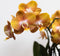 Oranje gouden Phalaenopsis orchidee - Jewel Las Vegas - potmaat Ø12cm -