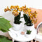 Oranje gouden Phalaenopsis orchidee - Jewel Las Vegas - potmaat Ø12cm -