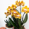 Oranje gouden Phalaenopsis orchidee - Jewel Las Vegas - potmaat Ø12cm -