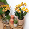 Oranje gouden Phalaenopsis orchidee - Jewel Las Vegas - potmaat Ø12cm -