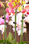 Orchidee clips zwart set a 10 stuks