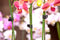 Orchidee clips zwart set a 10 stuks