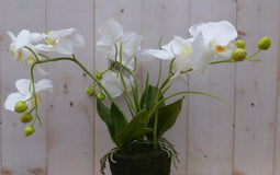 Orchidee phalaenopsis 3 stelen wit 30 cm