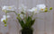Orchidee phalaenopsis 3 stelen wit 30 cm