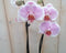 Orchidee Phalaenopsis in zwart potje Waterntuin Natuurlijk