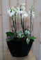 Orchidee Phalaenopsis Wit 4 stelen Waterntuin Natuurlijk