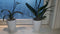 Orchidee pot steen Wit
