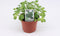 Oregano