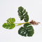 Mica Decorations Monstera Kunstplant - L12 x B21 x H54 cm - Groen