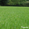 Organifer - Gazon Topdressing - Mix met Mycorrhiza en Rhizobacteriën (Bigbag 1000 Liter - voor 1000m
