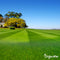 Organifer - Gazon Topdressing - Mix met Mycorrhiza en Rhizobacteriën (Bigbag 1000 Liter - voor 1000m