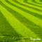 Organifer - Gazon Topdressing - Mix met Mycorrhiza en Rhizobacteriën (Bigbag 500 Liter - voor 500m2)