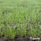 Organifer - Herstelgazon Graszaad – Resilient (10x = 150 kg voor 7500 m2)