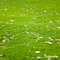 Organifer - Herstelgazon Graszaad – Resilient (10x = 150 kg voor 7500 m2)