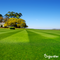 Organifer - Herstelgazon Graszaad – Resilient (10x = 150 kg voor 7500 m2)