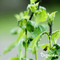 Organifer - Leaf Diseases Bladziekten Capsules - 72 stuks