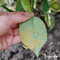 Organifer - Leaf Diseases Bladziekten Capsules - 72 stuks