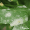 Organifer - Leaf Diseases Bladziekten Capsules - 72 stuks