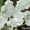 Organifer - Leaf Diseases Bladziekten Capsules - 72 stuks