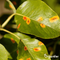 Organifer - Leaf Diseases Bladziekten Capsules - 72 stuks