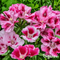 Organifer - Plukbloemen mengsel – Colour – 32 soorten Snijbloemen (1 kg voor 500 m2)