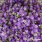Organifer - Plukbloemen mengsel – Colour – 32 soorten Snijbloemen (1 kg voor 500 m2)