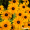 Organifer - Plukbloemen mengsel – Colour – 32 soorten Snijbloemen (100 g voor 50 m2)