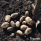 Organifer - Pootaardappelen Agria A 28/35 (5 kg)