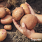 Organifer - Pootaardappelen Agria A 28/35 (5 kg)