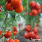 Organifer - Tuinmest All-In-One (40x = 800 kg - voor 8.000m2)