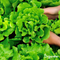 Organifer - Tuinmest All-In-One (40x = 800 kg - voor 8.000m2)