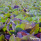 Organifer - Tuinmest All-In-One (40x = 800 kg - voor 8.000m2)