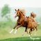 Organifer - Weidegraszaad Meadow – Voor Paarden en Kleinvee (10x = 150 kg voor 3 ha)