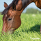 Organifer - Weidegraszaad Meadow – Voor Paarden en Kleinvee (10x = 150 kg voor 3 ha)