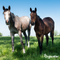 Organifer - Weidegraszaad Meadow – Voor Paarden en Kleinvee (10x = 150 kg voor 3 ha)