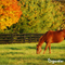 Organifer - Weidegraszaad Meadow – Voor Paarden en Kleinvee (10x = 150 kg voor 3 ha)